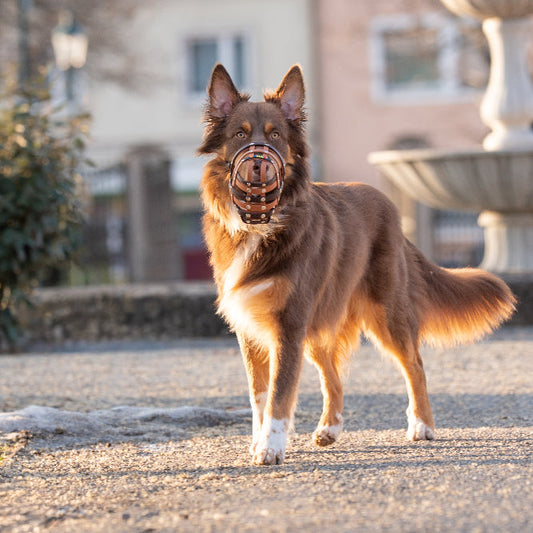 BUMAS Biothane Maulkorb für Australian Shepherd